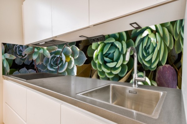 Küchenrückwand Succulente Motiv 0091