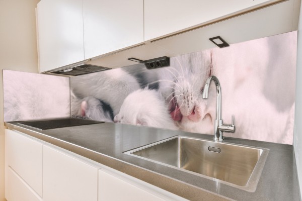 Küchenrückwand Katze (5) Motiv 0089